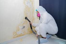 Best Biohazard Mold Removal in Kekaha, HI